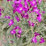 Matthiola incana Blüte