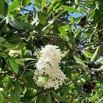 Acokanthera oblongifolia Цветок