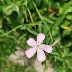 Saponaria officinalisЦвят