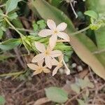 Barleria eranthemoides Flower
