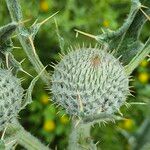 Cirsium echinatum 花
