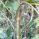 Eupatorium serotinum Bark