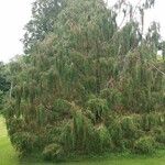 Cupressus cashmeriana Φύλλο