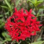 Rhodopentas parvifolia Flor