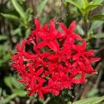 Rhodopentas parvifolia പുഷ്പം