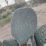 Opuntia basilarisFulla