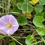 Calystegia soldanella Flower