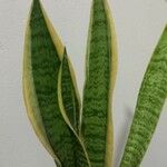 Sansevieria trifasciataЛист