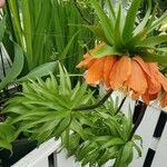 Fritillaria imperialis Natur