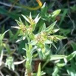 Euphorbia exigua Flower