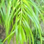 Podocarpus parlatorei Лист