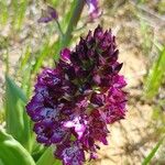 Orchis purpureaКветка