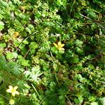 Bidens andicola Leaf