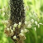 Plantago argentea Цветок