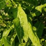 Oenothera suaveolens पत्ता