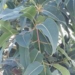 Corymbia ficifolia Blad