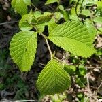 Ulmus rubra Leaf