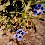 Gilia tricolor Квітка