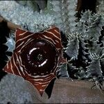 Huernia zebrina പുഷ്പം