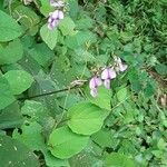 Neustanthus phaseoloides फूल
