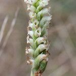 Spiranthes romanzoffiana Flower