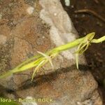 Habenaria tridactylites Otro