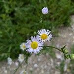 Erigeron annuus പുഷ്പം