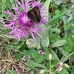 Centaurea unifloraFlower