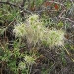 Clematis ligusticifolia Fruit