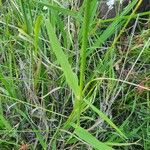 Eragrostis superba Leaf