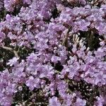 Limonium tuberculatum Blüte