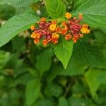 Lantana camara花