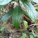 Frangula caroliniana Leaf