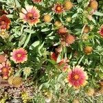 Gaillardia pulchella Агульны выгляд