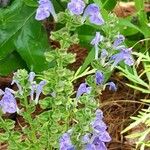 Scutellaria ovata Leaf