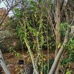 Salix pedicellata Habit