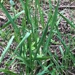 Elytrigia x laxa Likasa