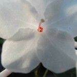 Rhododendron alborugosum