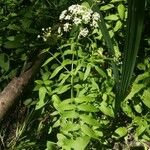Sium latifolium പുഷ്പം