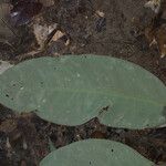 Eschweilera congestiflora Hoja