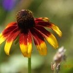 Rudbeckia hirta Flower