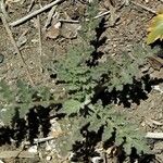 Salvia columbariae Blatt