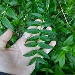 Polemonium caeruleumBlatt