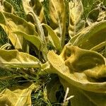 Verbascum niveum Leaf