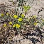 Helianthemum syriacum Hábito