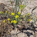 Helianthemum syriacum Buveinė