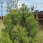 Pinus contorta Листок