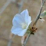 Convolvulus oxyphyllus