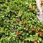 Salix serpillifolia Blad