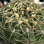 Gymnocalycium uruguayense